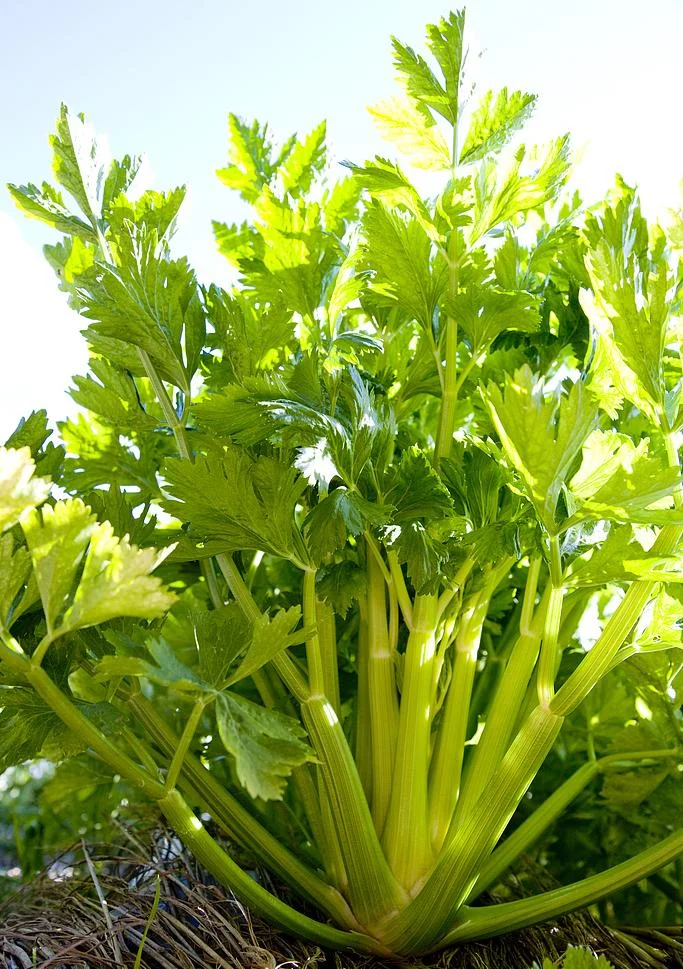 celery