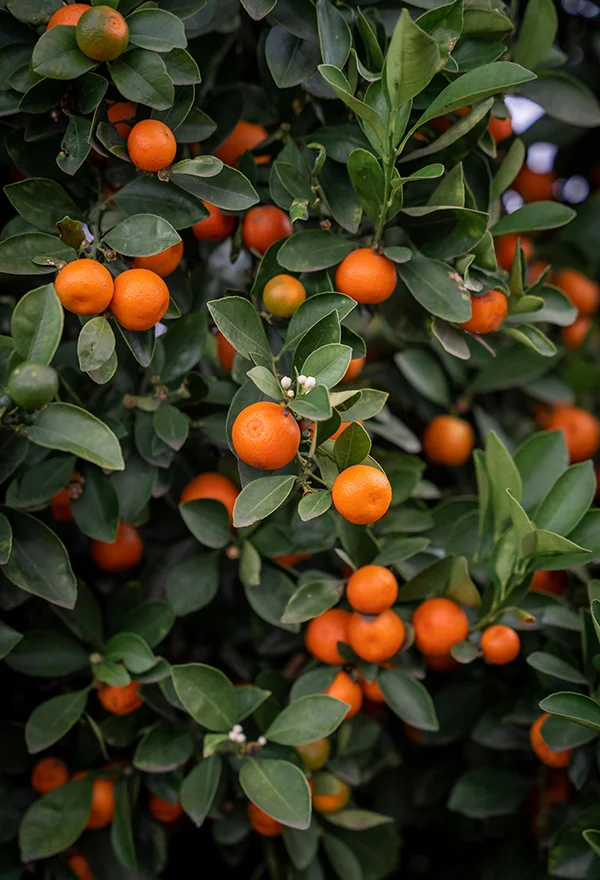 Citrus tree
