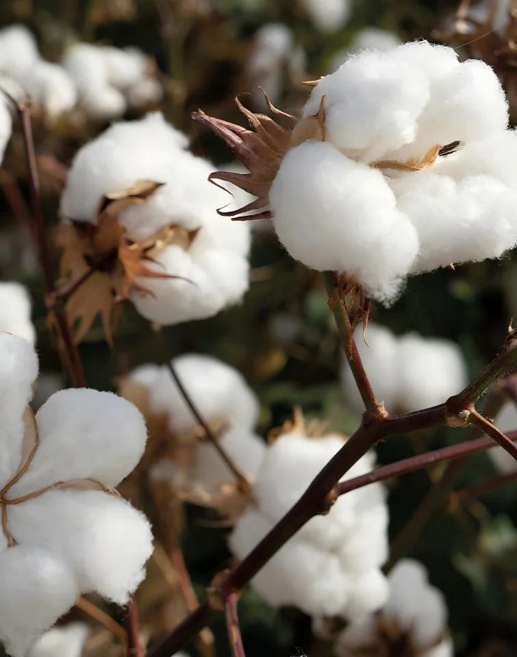 Cotton