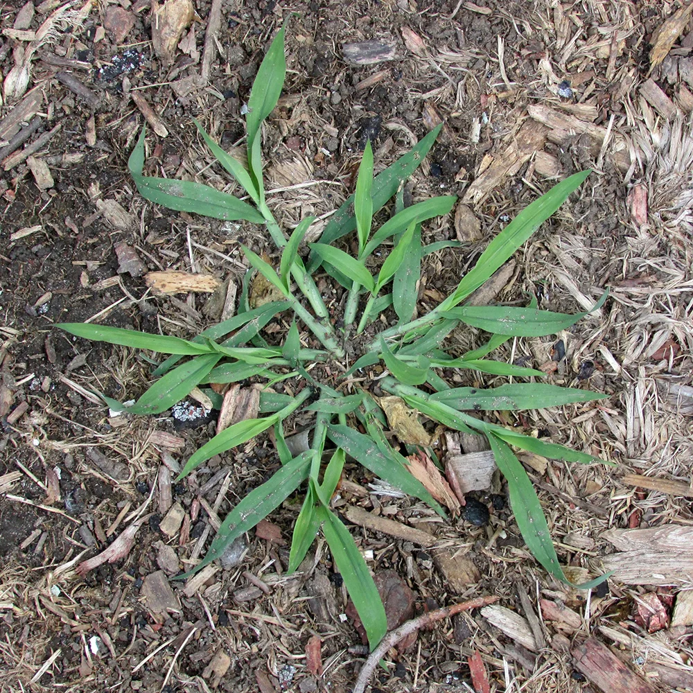 Crabgrass
