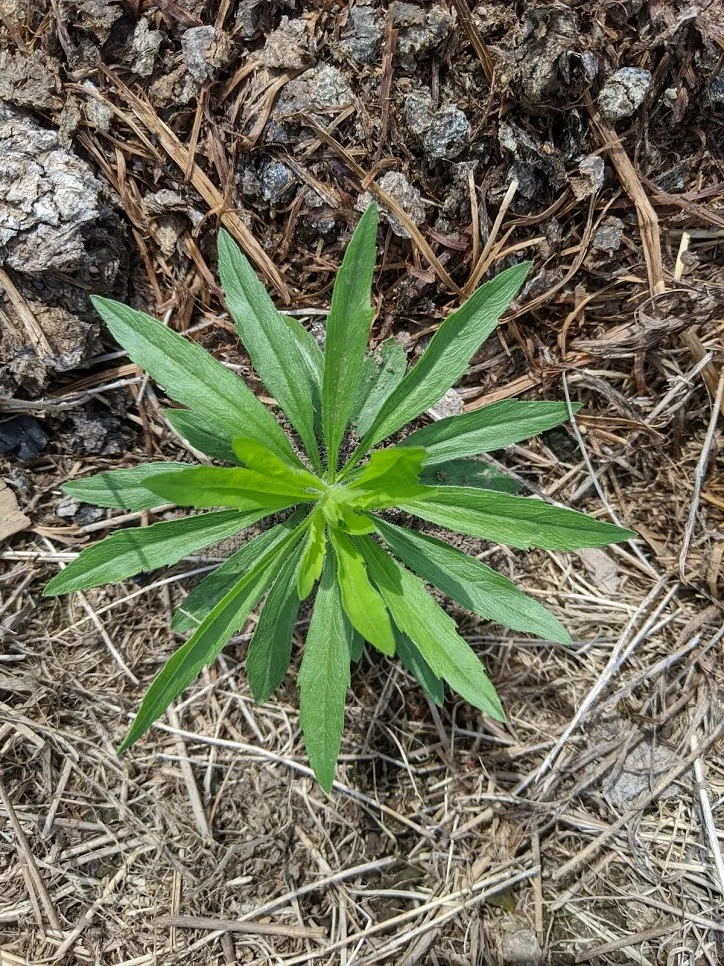 Horseweed