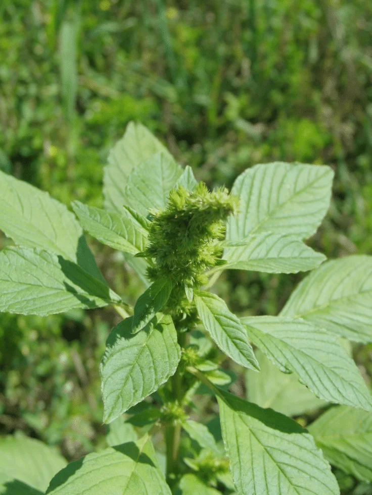 Pigweed