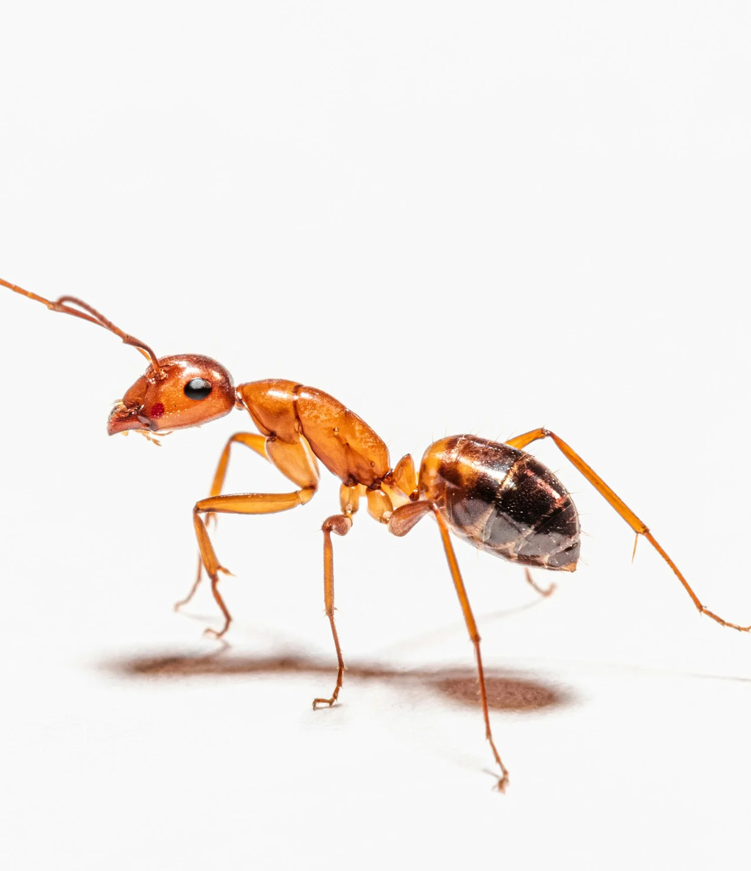 ant