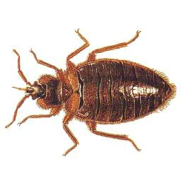 bed bug