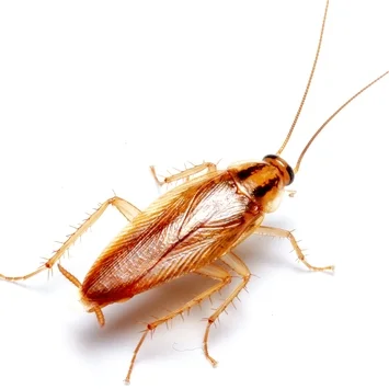 cockroach