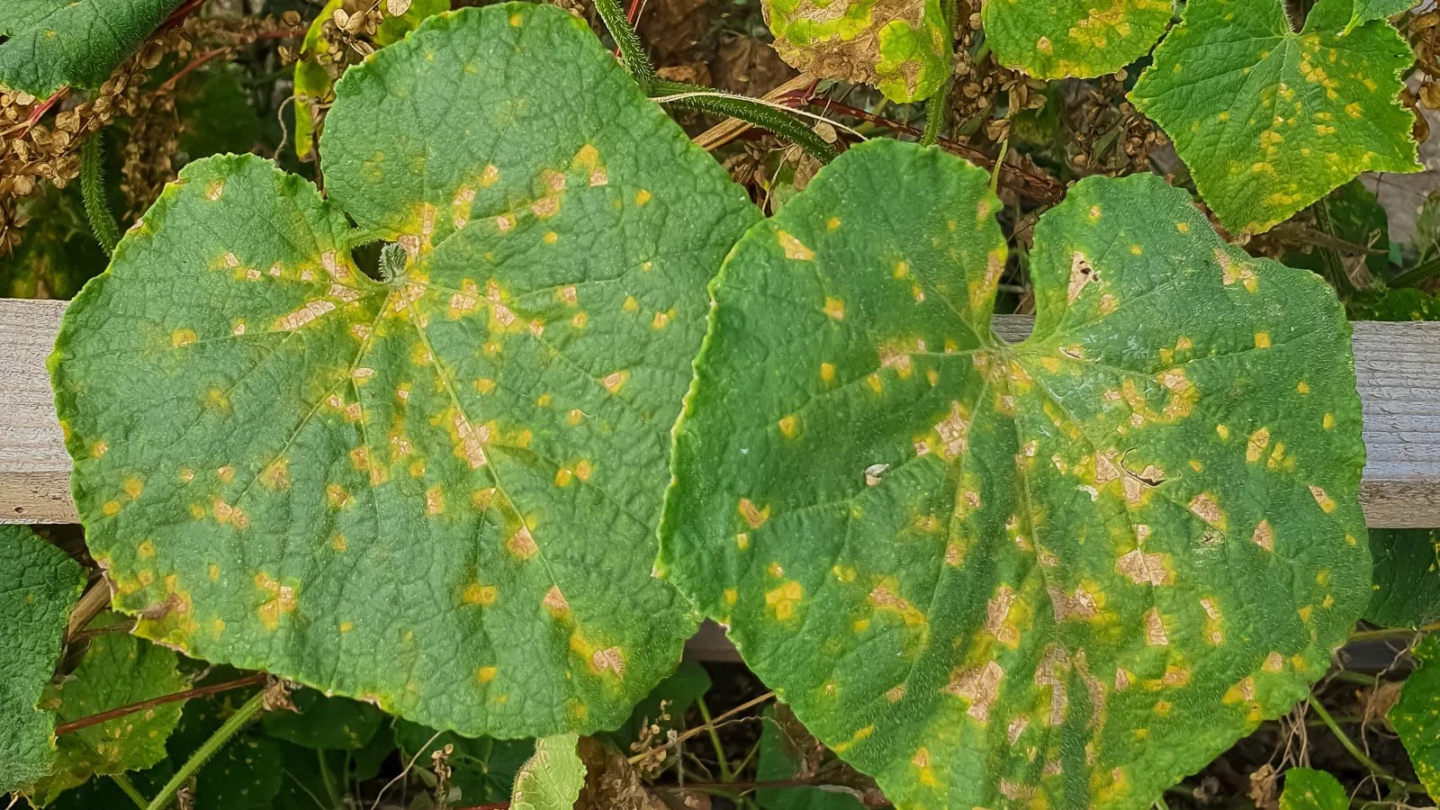 Downy mildew