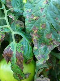 Early blight