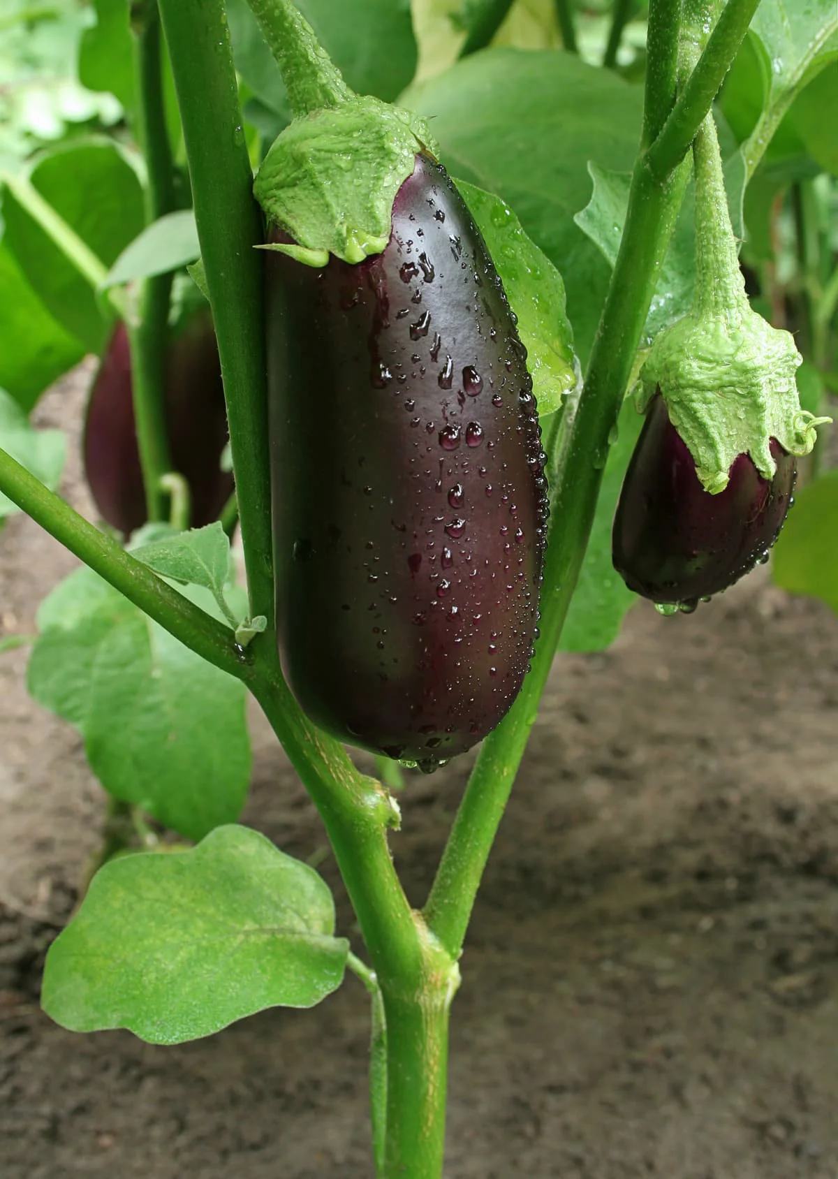 eggplant