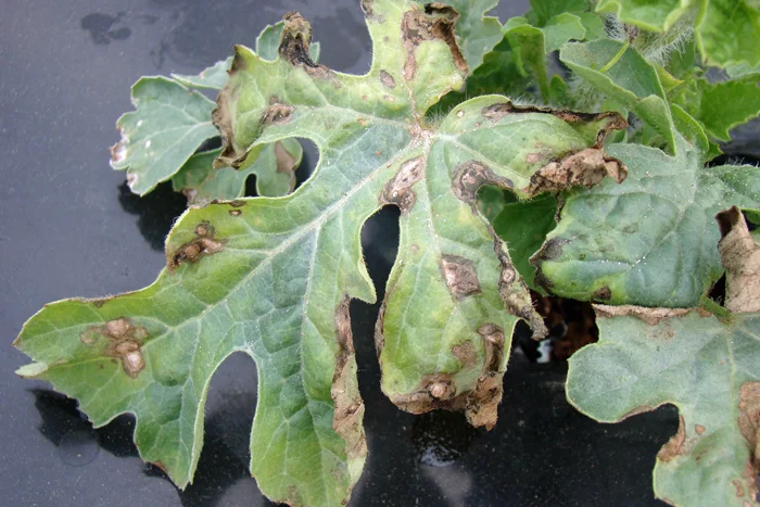 Leaf spot