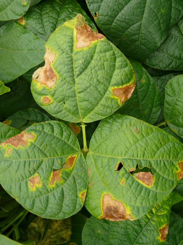 Bacterial-blight