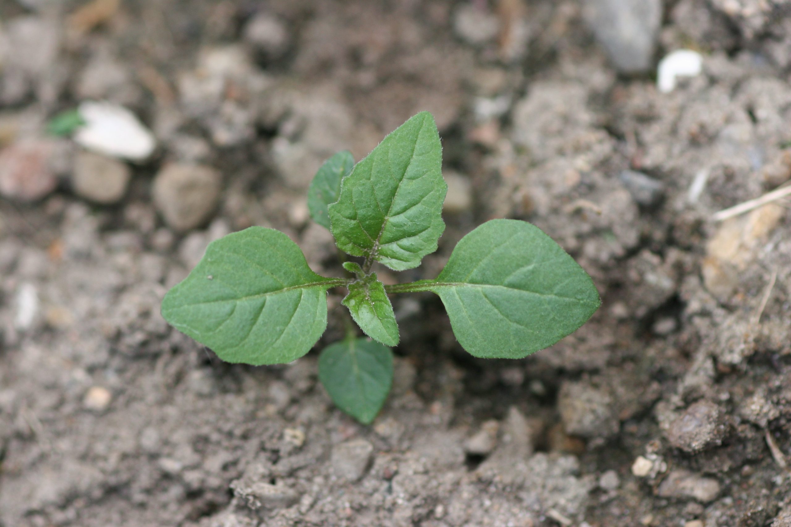 Black-Nightshade-scaled