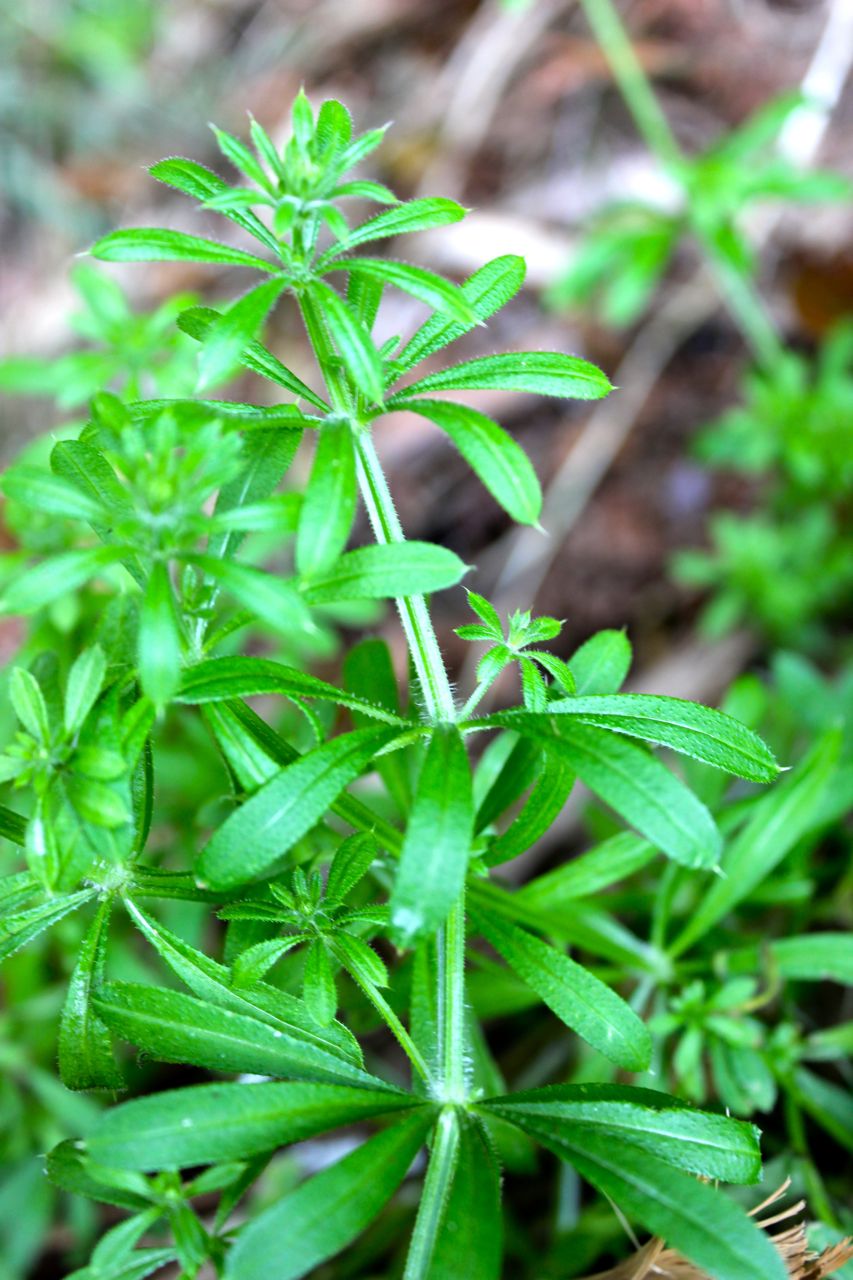 Cleavers"