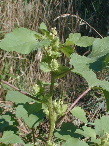Cocklebur