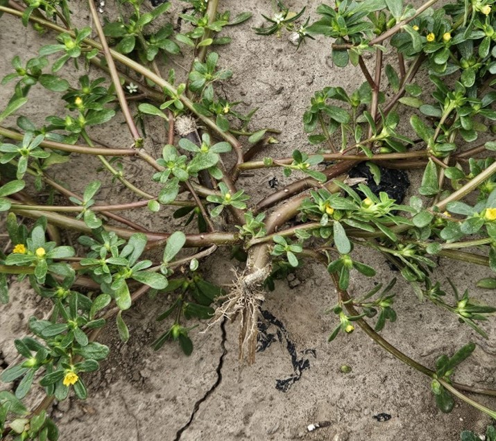 Common-Purslane