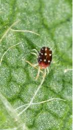 European red mite