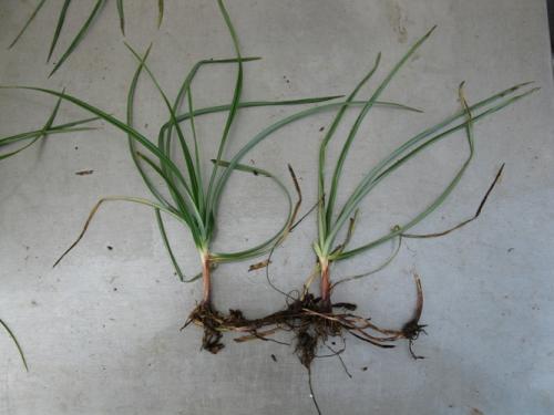 Purple-Nutsedge