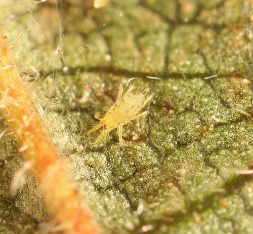 Yellow spider mite