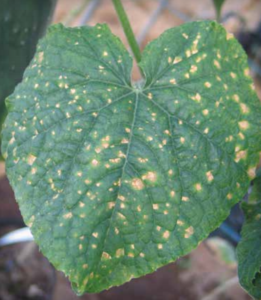 leaf-spot