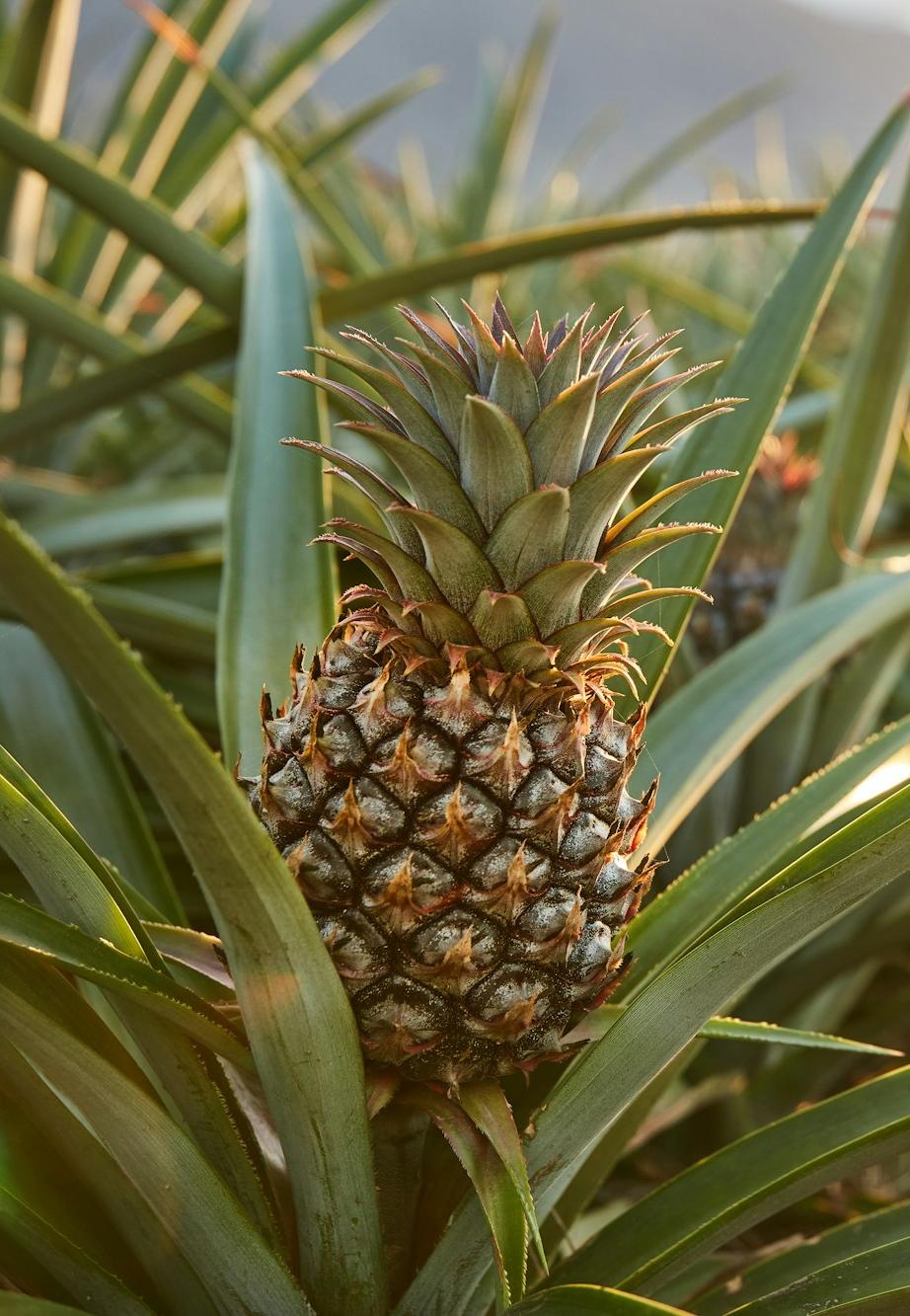 pineapple