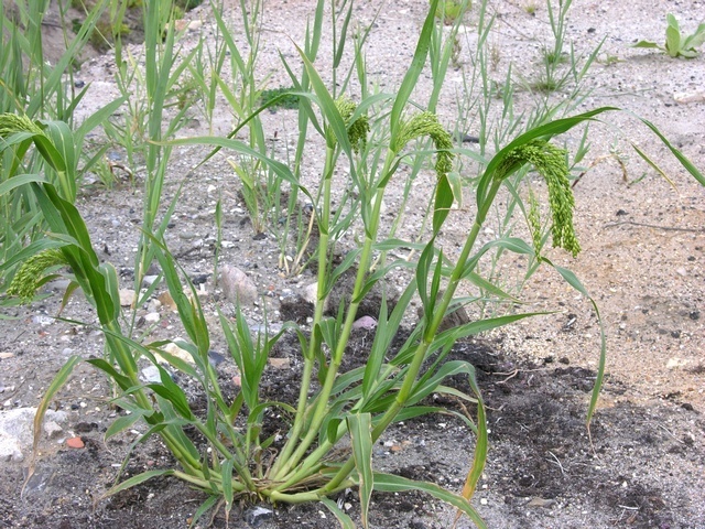 proso-millet