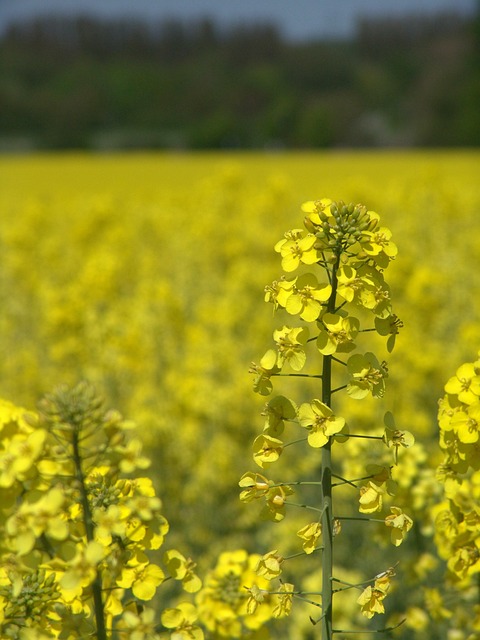 rapeseed