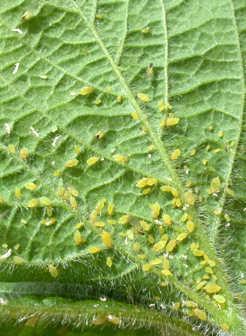 Aphids