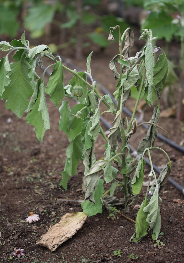 Bacterial wilt