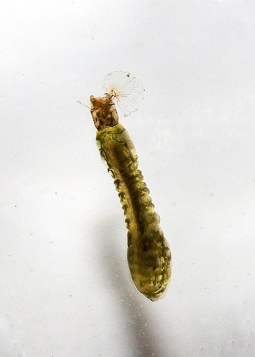 Blackfly larvae