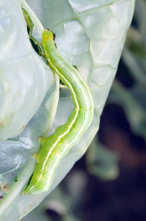 Cabbage looper