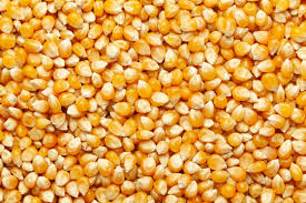 Corn grain