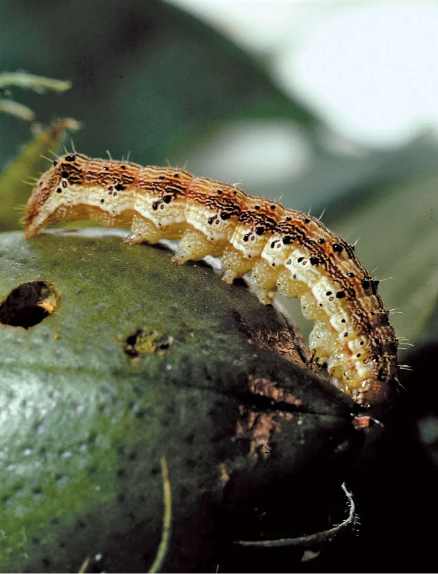 Cotton bollworm