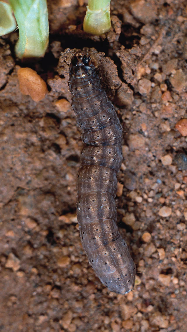 Cutworm