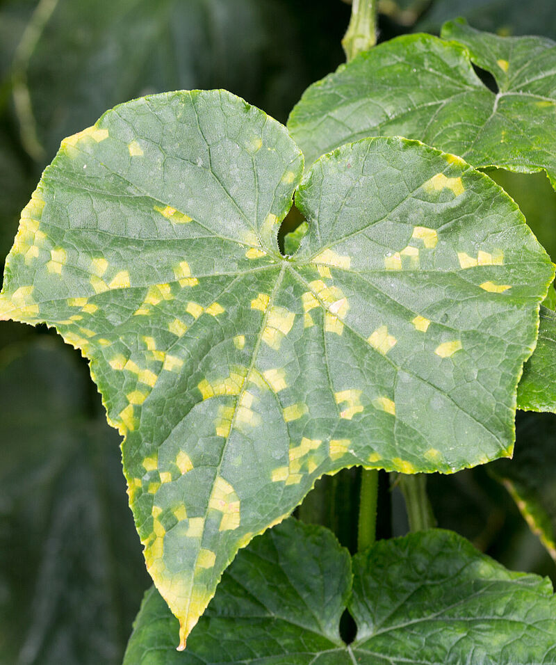 Downy mildew