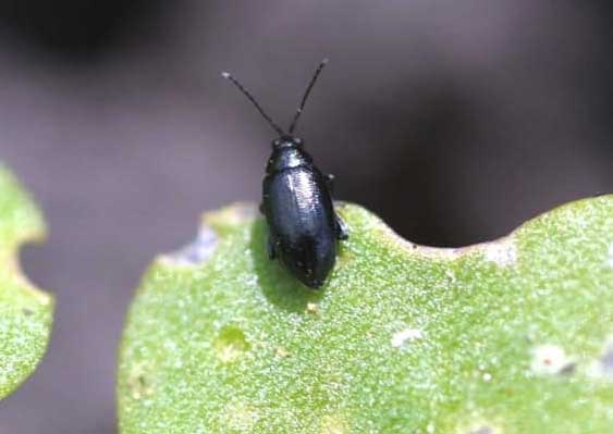 Flea beetle