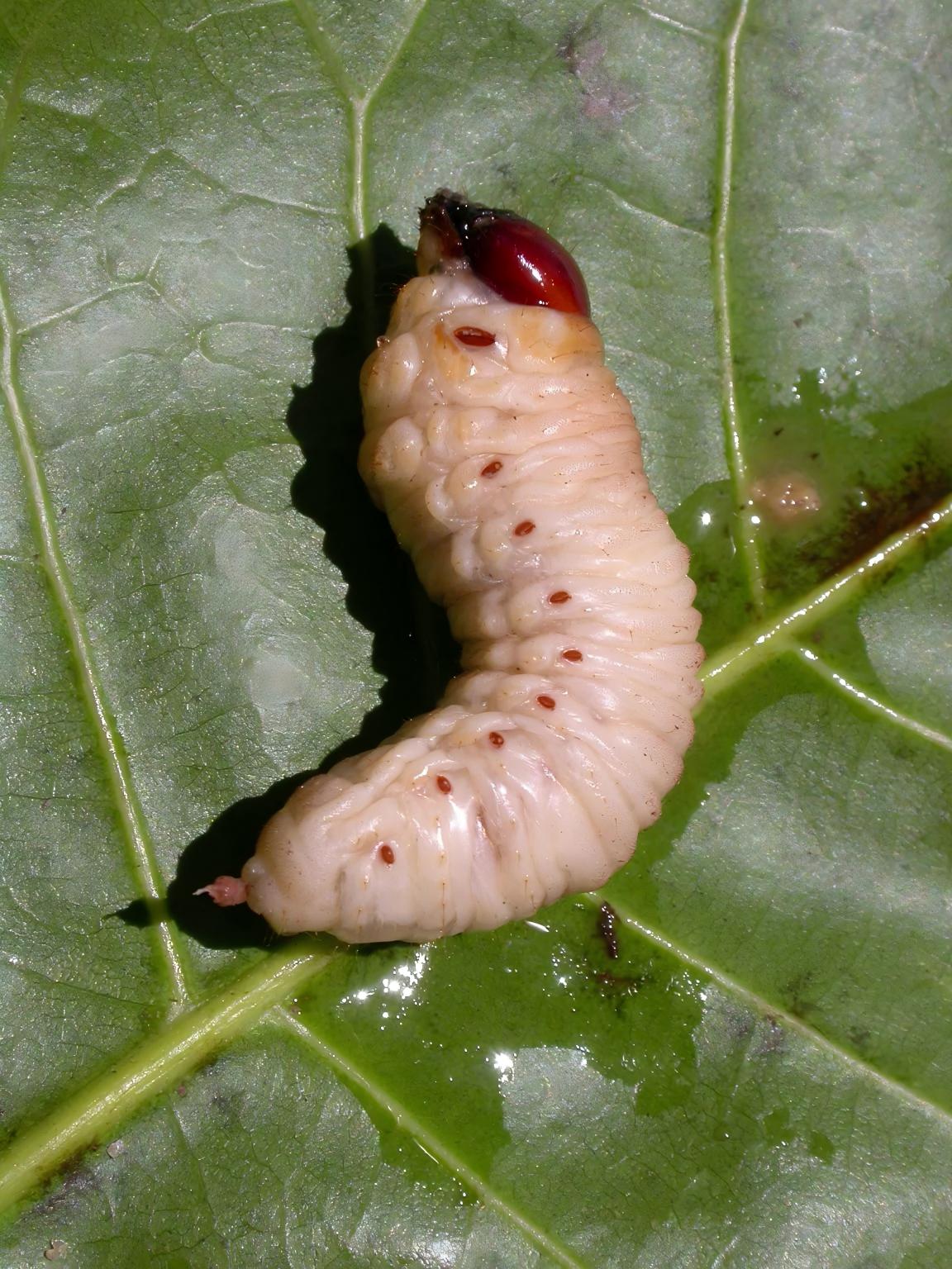 Grub