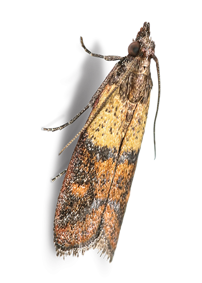 Indian meal moth
