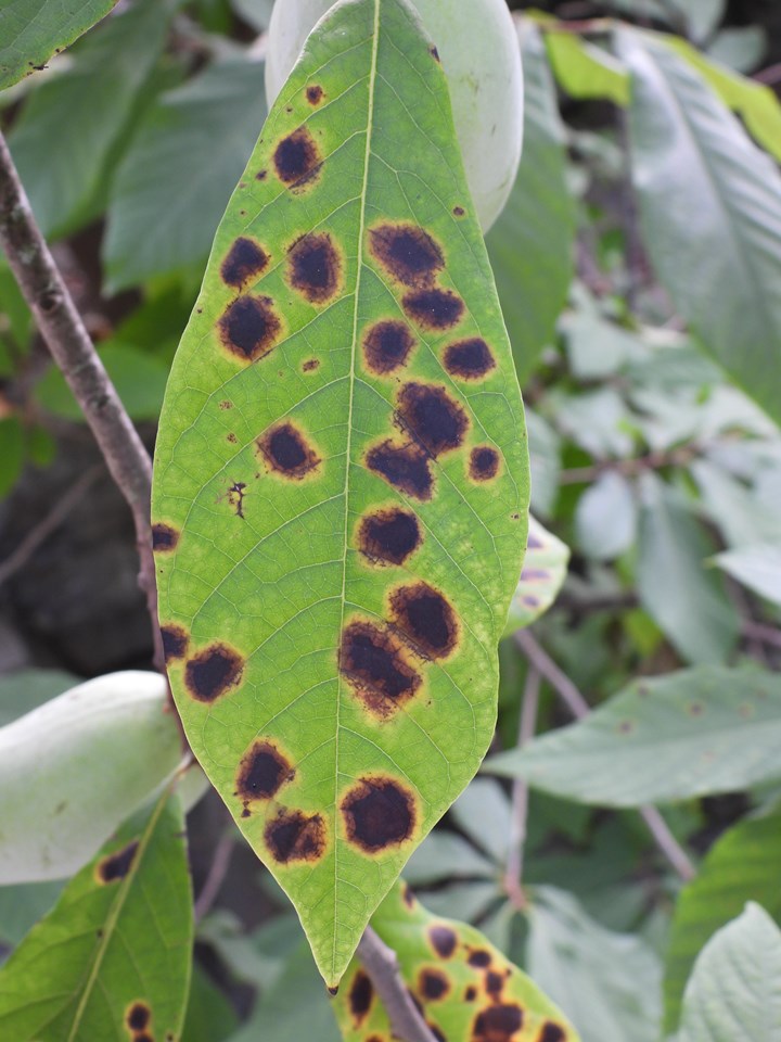 Leaf spot