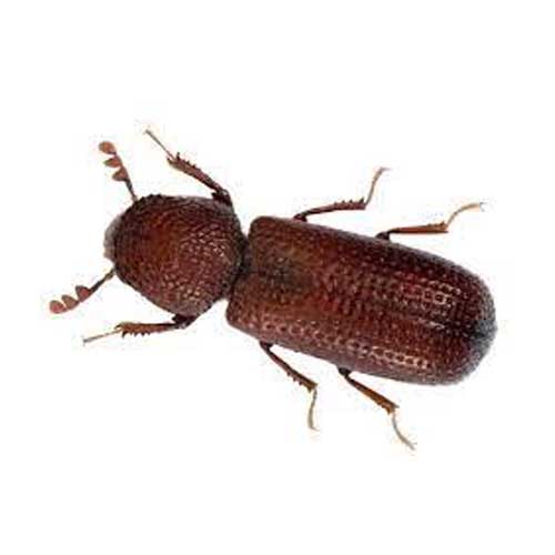 Lesser grain borer