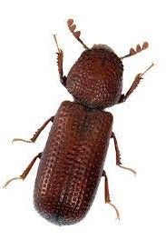 Lesser grain borer