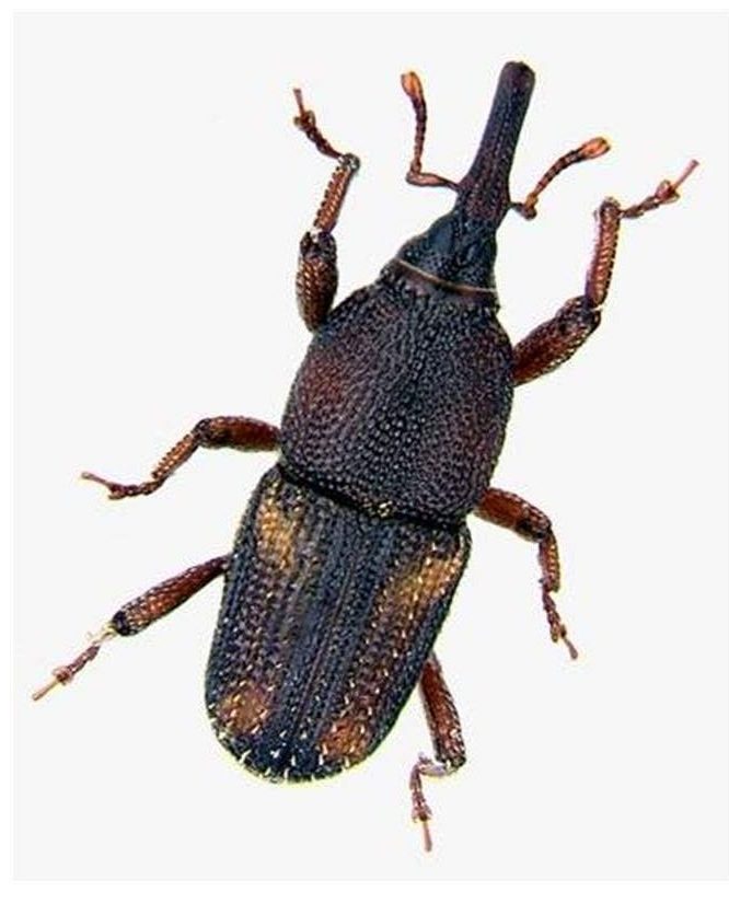 Maize weevil