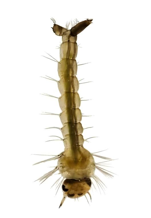 Mosquito larvae
