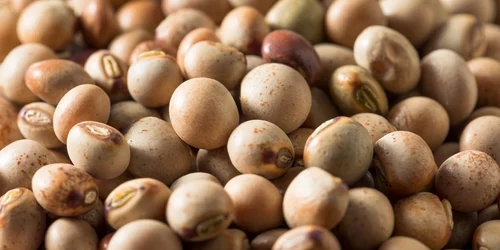 Pigeon peas