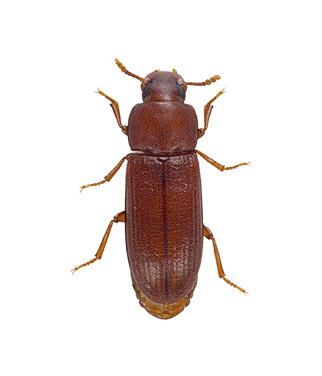 Red flour beetle