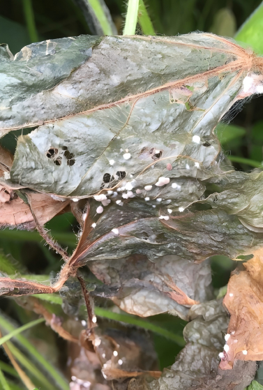 Rhizoctonia blight