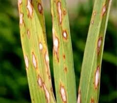 Rice blast