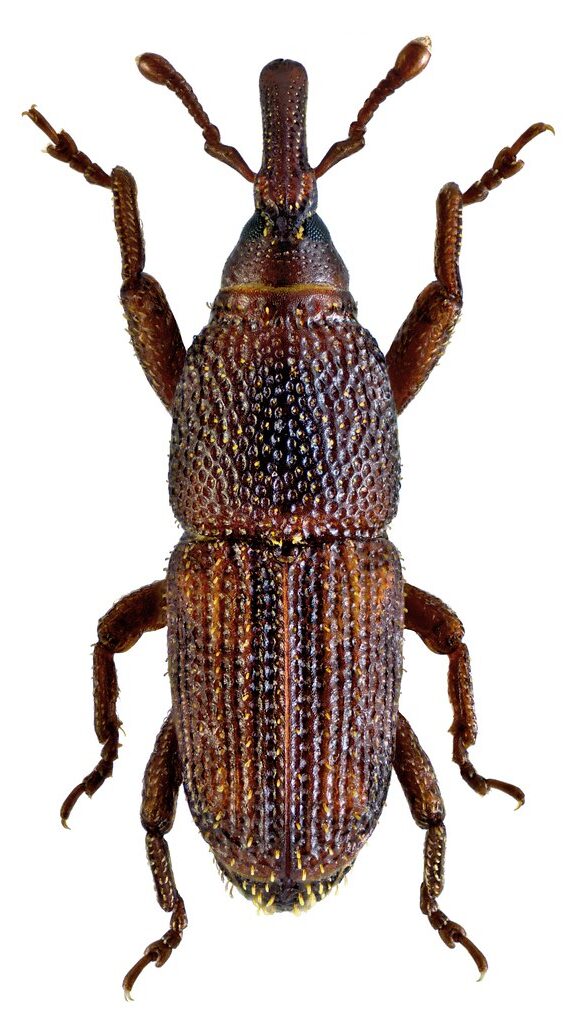Rice weevil