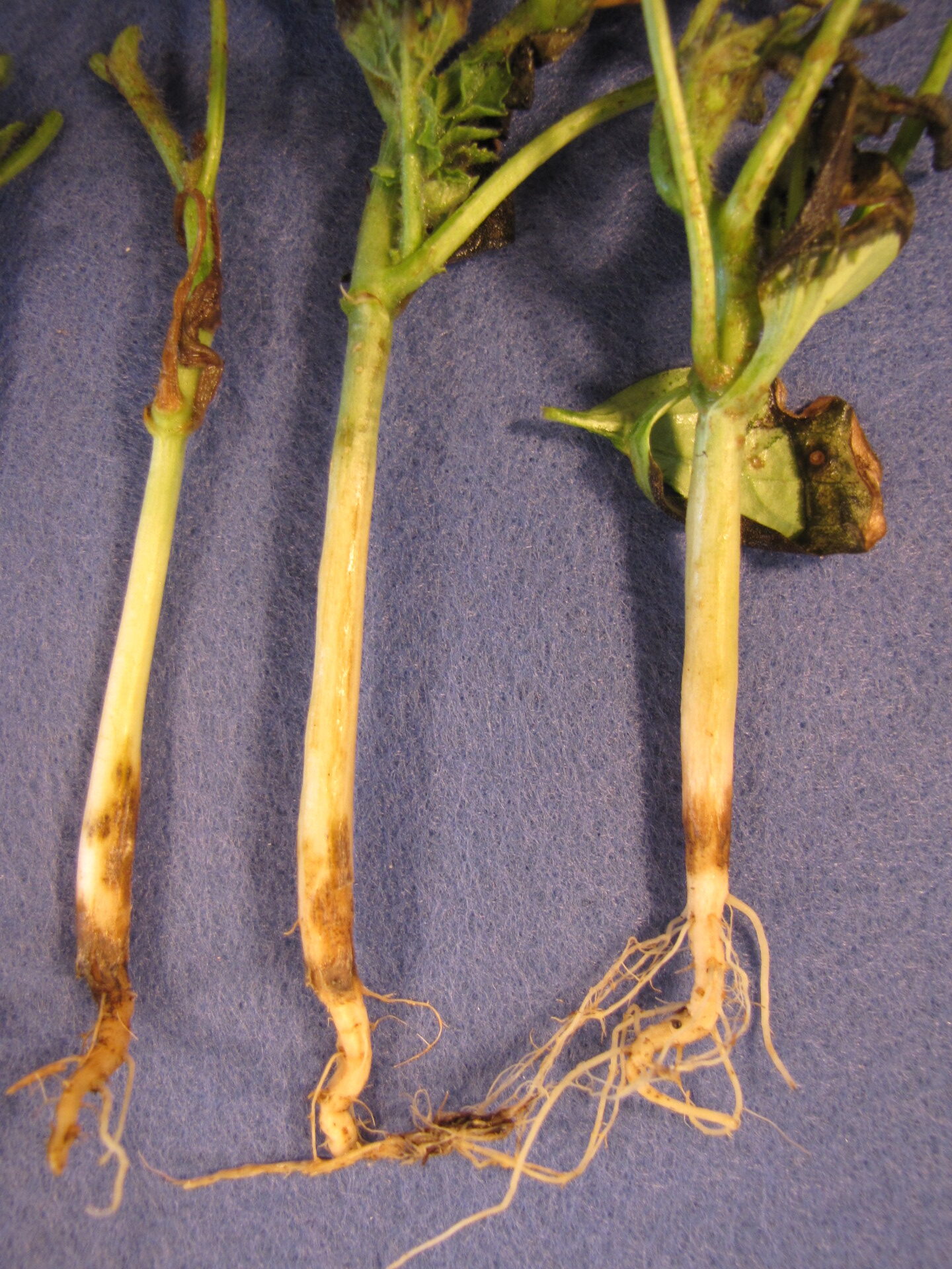 Root rot