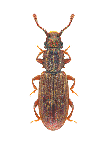 Saw toothed grain beetle
