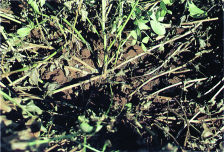 Seedling blight