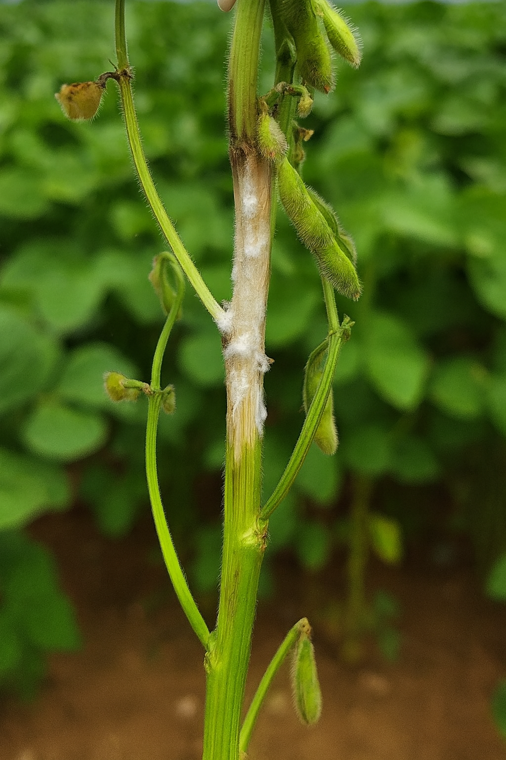 Stem rot
